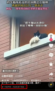 发布者回应奶牛猫火场救猫视频 AI制作引热议