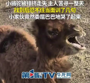 骆驼被排挤走失主人寻回把它骂哭了 网友：你的训斥是压倒骆驼的最后一根稻草