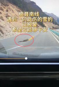 警方回应游客发现疑受伤雪豹 已进食并返回森林