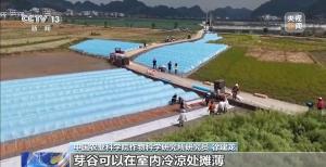 南方强降雨不休 水稻生产该如何重点防范