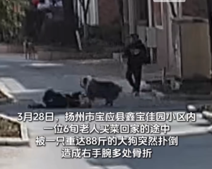 88斤边牧扑倒老人致骨折 犬主人以已系绳为由拒绝赔偿