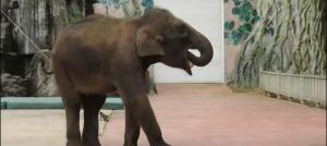 园方称小象掏喉咙是习惯非刻板行为 网友担忧引关注