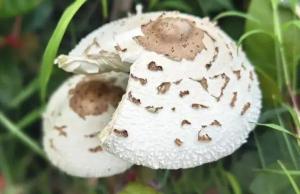 一家人因误食野生毒蘑菇中毒 庆生宴变悲剧