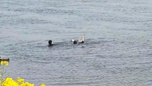 女子溺水被救上岸 众人合力救助