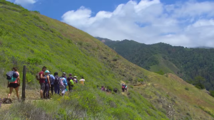 看着郁郁葱葱，其实已无法传宗接代？加州40%的标志性树木正变成“僵尸”