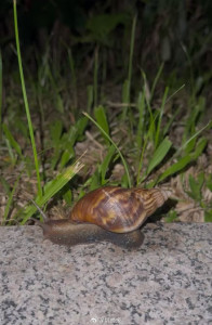 女童小区玩耍接触非洲大蜗致脑炎 警惕“隐形杀手”