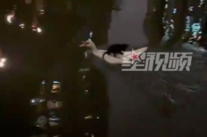 幼猫趴鸭子背上被救上岸