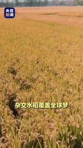 今天缅怀袁隆平、吴孟超两位院士 国士精神永存