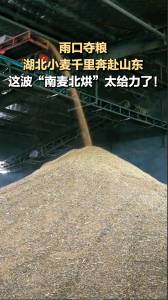 湖北小麦千里奔赴山东烘干 南麦北烘助力夏收