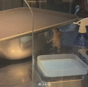吃火锅看到老鼠乱窜商家道歉赔偿 门店被责令整改