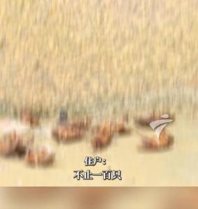 广东持续暴雨一小区蟑螂多到用桶装 湿热环境成主因