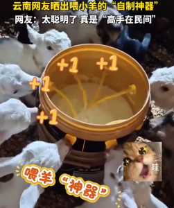 云南网友晒出喂小羊的“自制神器”