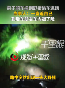 山东烟台男子骑行时撞上野猪 当事人：一直追自己