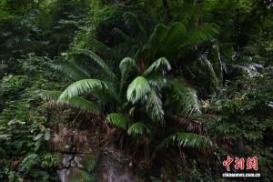 连州发现仙湖苏铁野生群落 珍稀植物再现