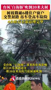 台风白海豚吹倒20米大树 戳破6楼窗户 多部门协力化解险情
