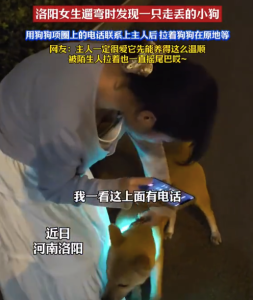 温顺的毛孩子遇上好心的小姐姐！女生遛弯捡到走失小狗原地陪等主人