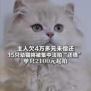 主人欠钱法院卖猫抵债 法理与温情的两难困境