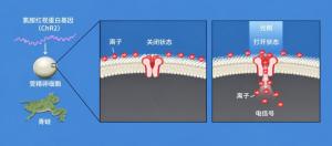 新晋诺奖得主访谈：当还是青椒时，压力大得“每天恶心反胃” 科研路上的坚持与启示