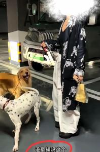 网曝金毛不牵绳扑向抱娃女子 新法落地执行难