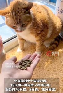 有人长假13天上门喂猫赚2.2万 假期宠物经济火爆