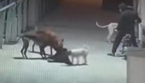 一男子带5只烈犬咬死商户的狗 行为动机引争议