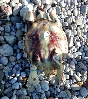 海洋污染堪忧 红海龟体内发现塑料碎片