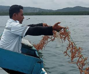 肯达里电厂扶持海草种植户