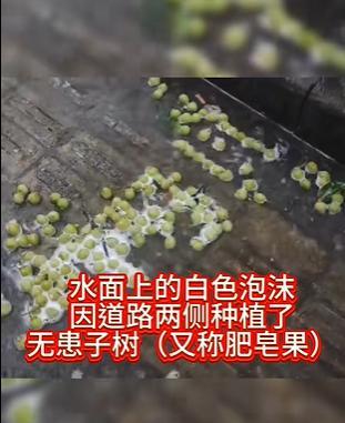 上海马路上飘白沫？画风惊人！这到底是啥 无患子果实惹的祸