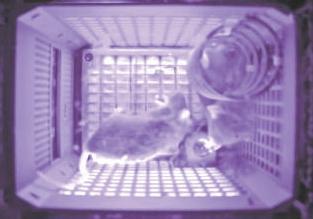 太空归来后鼠妈妈更“护娃” 飞天小鼠习性有改变