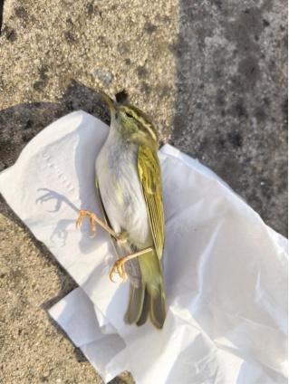 南京一大桥玻璃墙频现撞鸟事件 小鸟交通事故高发地