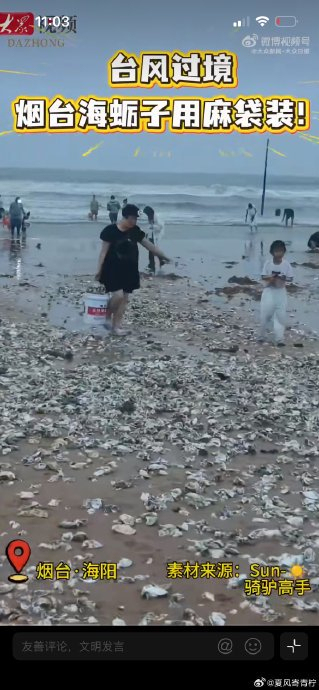 台风过境烟台海蛎子用麻袋装