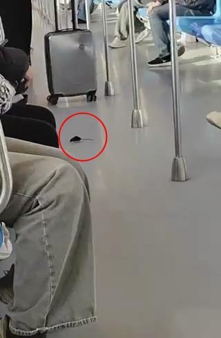 南京地铁一车厢惊现老鼠乱窜 回应将核实并消杀