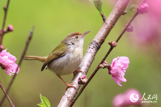 廈門(mén)1000余株桃花迎春開(kāi) 滿園春色關(guān)不住