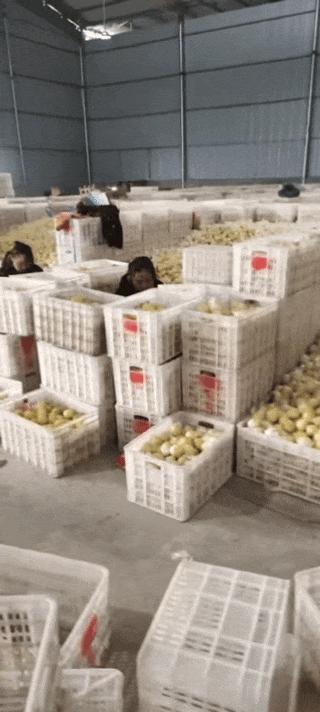 誰手上有黃檸檬 誰就有巨額資產(chǎn)：檸檬漲價(jià)引發(fā)市場波動(dòng)