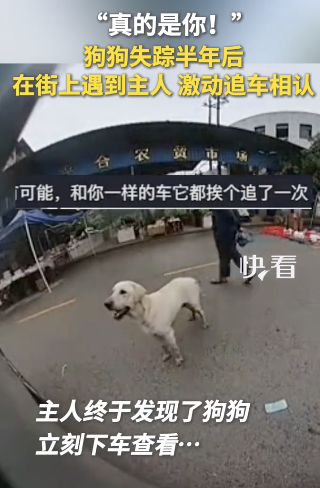 狗狗失蹤半年后遇到主人追車相認(rèn)