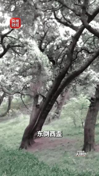 遇到“马刀树”“醉汉林” 快跑 警惕山体滑坡风险