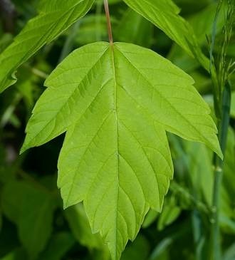 一雨入秋,又到了枫叶最美的季节,温哥华大热赏枫地都在这里!