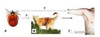 西安一女孩被猫抓伤间断高烧14天！