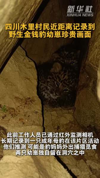 四川村民近距離記錄野生金錢豹幼崽 珍貴畫面曝光