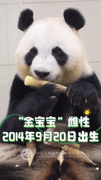 13只大熊猫入住绵阳基地 新家园迎新居民