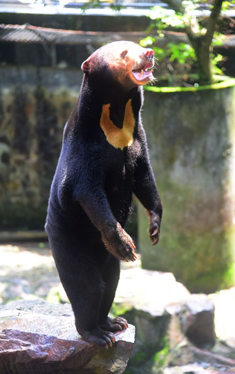 杭州動物園のクマに「着ぐるみ」疑惑