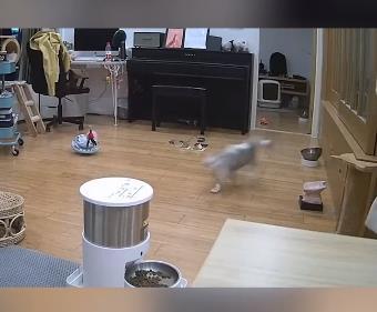 女子花两万救濒死流浪猫