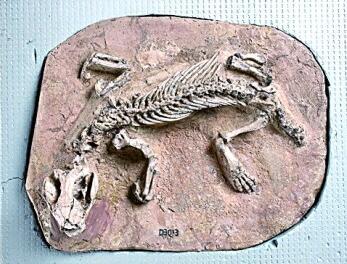 辽宁：120余件化石还原中生代时期生物乐土
