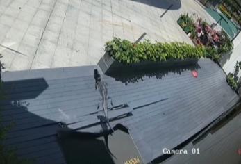 掉落宠物鳄鱼的主人道歉 对造成的警力和社会资源的浪费也深表歉意