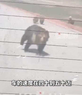 男子上班路上乘车被藏马熊追逐 生态向好下的安全警示