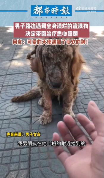 全身溃烂金毛被收养后变得爱撒娇