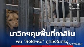 泰军在柬赌场发现有狮子黑熊 动物状况危急待救援