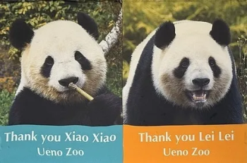 外交部欢迎日民众来看大熊猫 中日友好象征回归