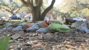 美国一男子躺在数十只冻僵的鬣蜥下 寒潮引发“天降蜥蜴”奇观