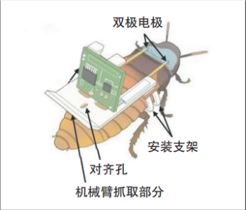 科学家研发出机械蟑螂助力地震救援 昆虫变身“半机械人”